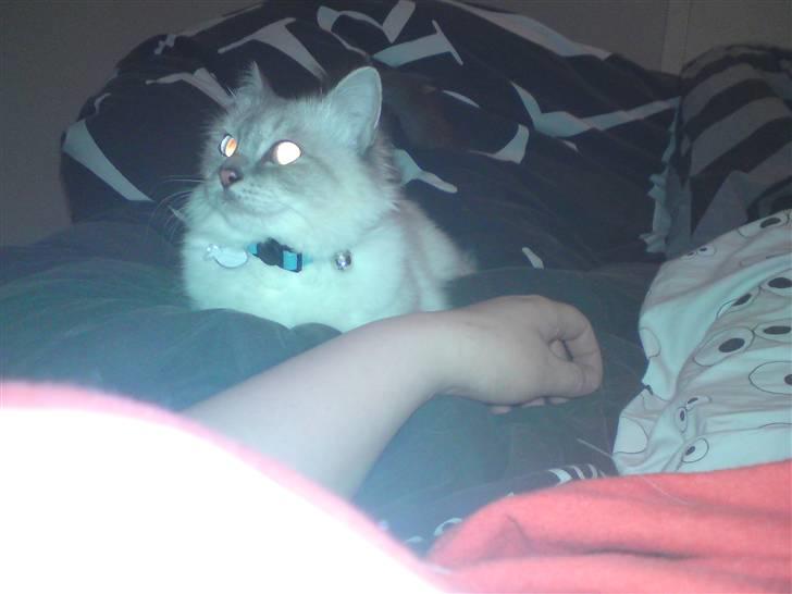 Hellig Birma DK Elvegårdens Afroditte billede 10