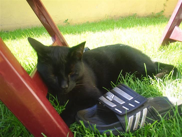 Huskat Sambo =') - Umm, solen er dejlig her:) billede 7