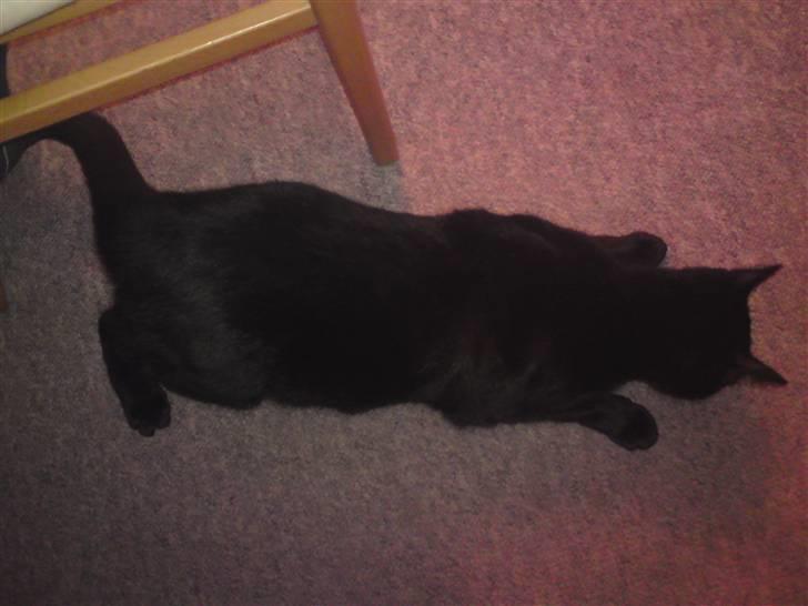 Huskat Sambo =') - Jeg kan ikke lide at have et hundehalsbånd om maven:/ billede 8