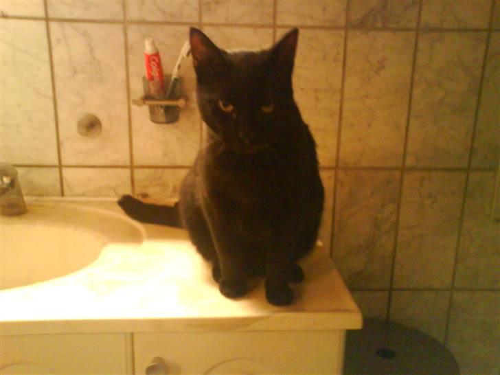 Huskat Sambo =') billede 10