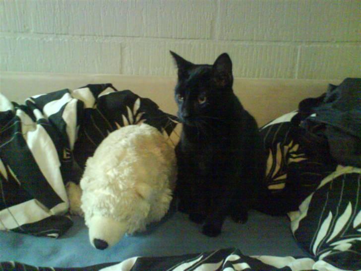 Huskat Sambo =') - Ja her sidder vi så.... igen billede 11