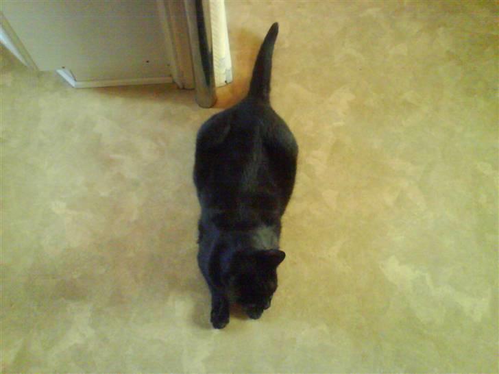 Huskat Sambo =') billede 12