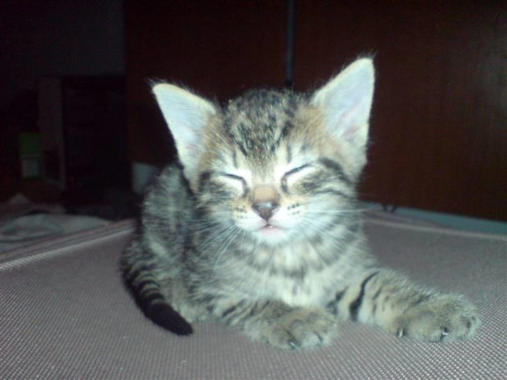 Huskat loui billede 1