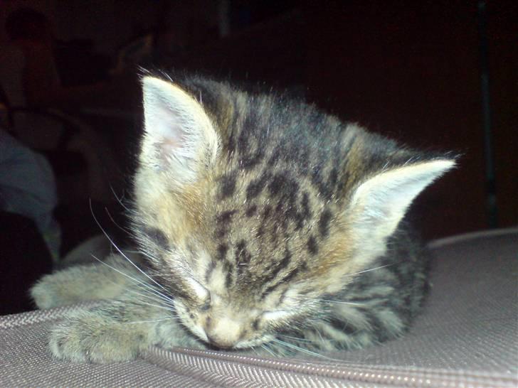 Huskat loui billede 2