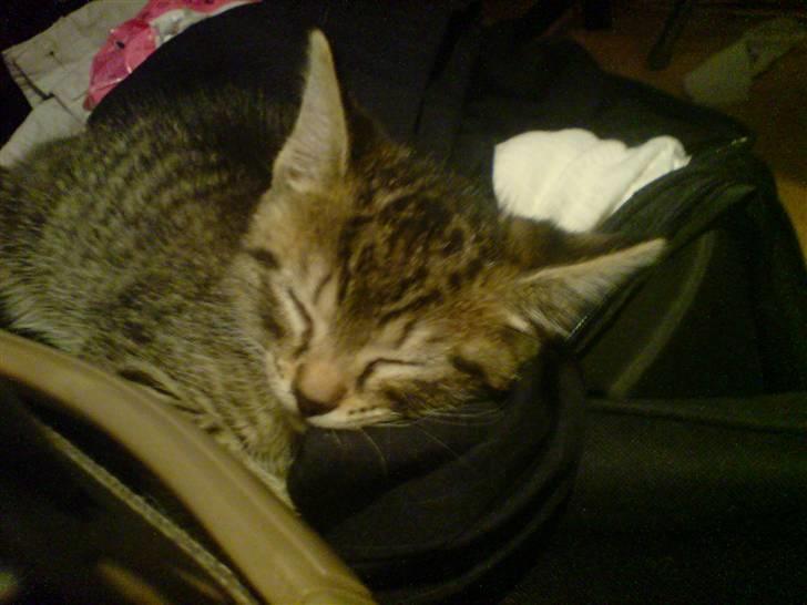 Huskat loui billede 3