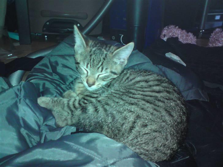 Huskat loui billede 4