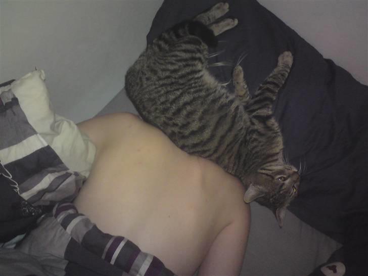 Huskat loui billede 5