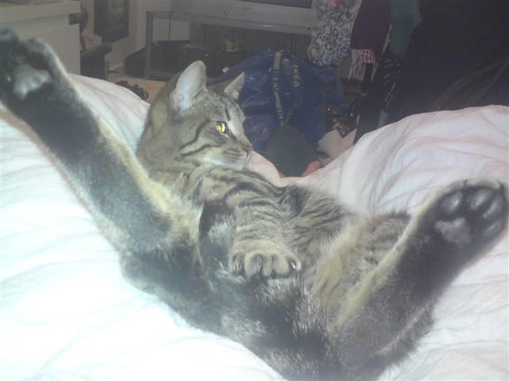 Huskat loui billede 6