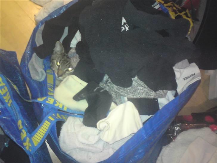 Huskat loui billede 8