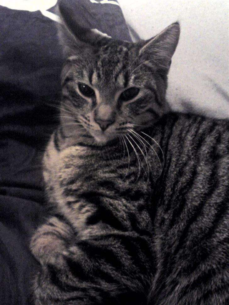 Huskat loui billede 9