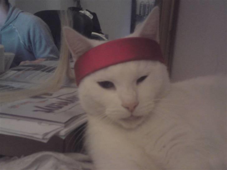 Huskat Benjamina billede 18