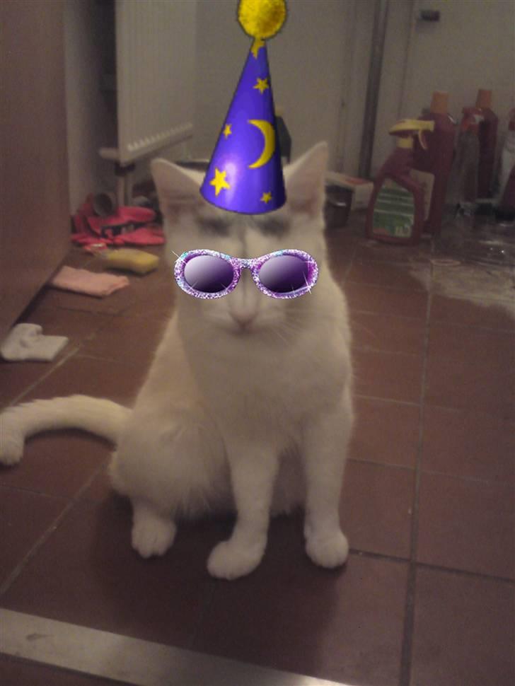 Huskat Benjamina billede 19