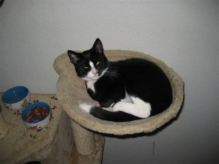 Blanding af racer Max >>solgt<< billede 9