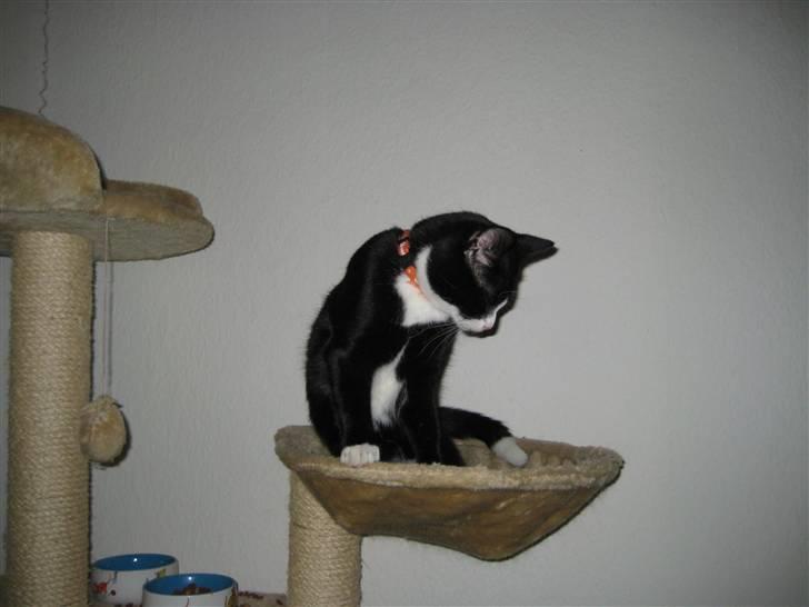 Blanding af racer Max >>solgt<< billede 10