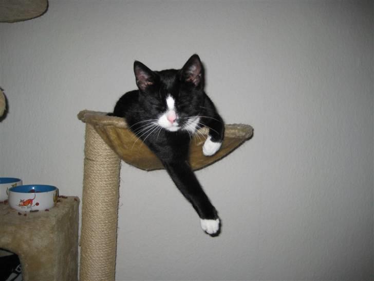 Blanding af racer Max >>solgt<< billede 11