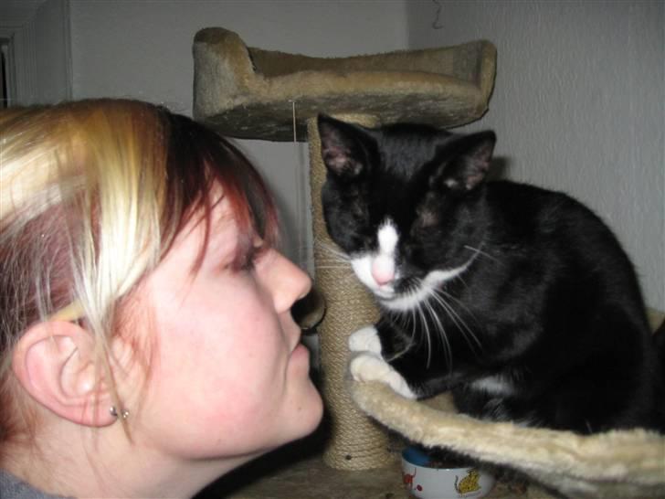 Blanding af racer Max >>solgt<< billede 12