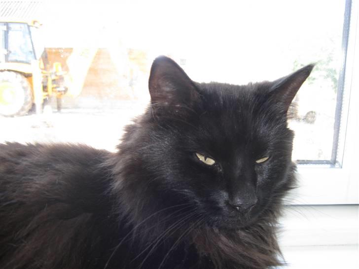 Norsk Skovkat Mufassa billede 1