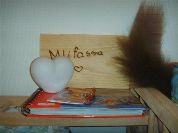 Norsk Skovkat Mufassa billede 2