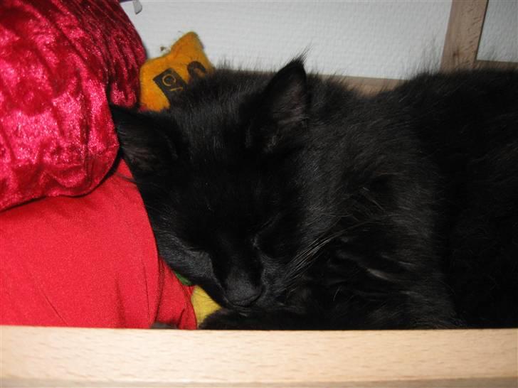 Norsk Skovkat Mufassa billede 3