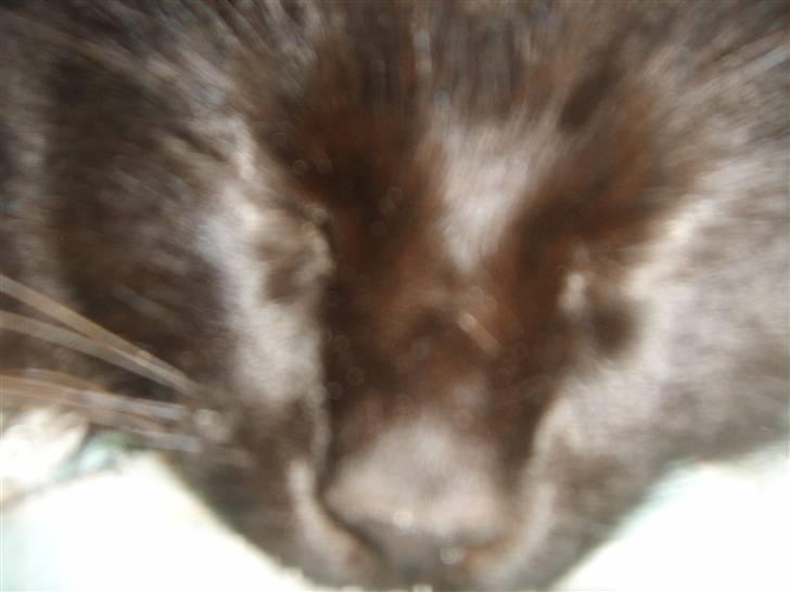 Norsk Skovkat Mufassa billede 4