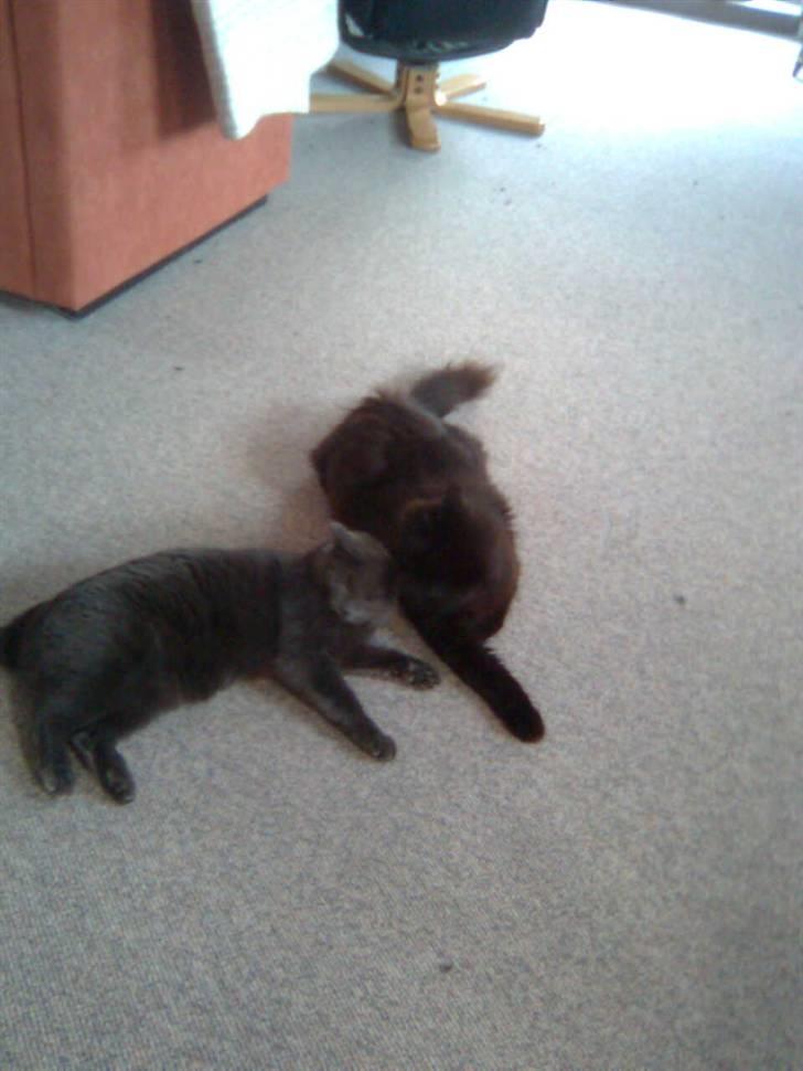 Norsk Skovkat Mufassa billede 5