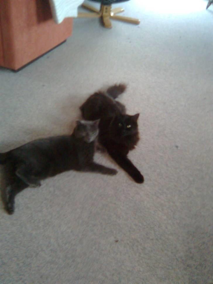 Norsk Skovkat Mufassa billede 6