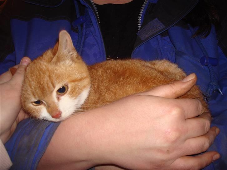 Blanding af racer sofie<,3333333 - hej og velkommen på sofies profil <,3333333333333333 billede 1