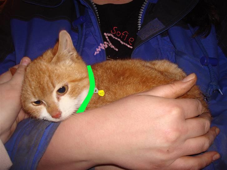 Blanding af racer sofie<,3333333 - her har jeg tegnet hende i grønt halsbånd <,3333333333333333333333 billede 3