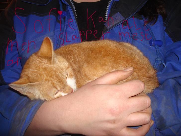 Blanding af racer sofie<,3333333 - her er hun men der står du bedtyder alt for mig  <,3333333333333 billede 4