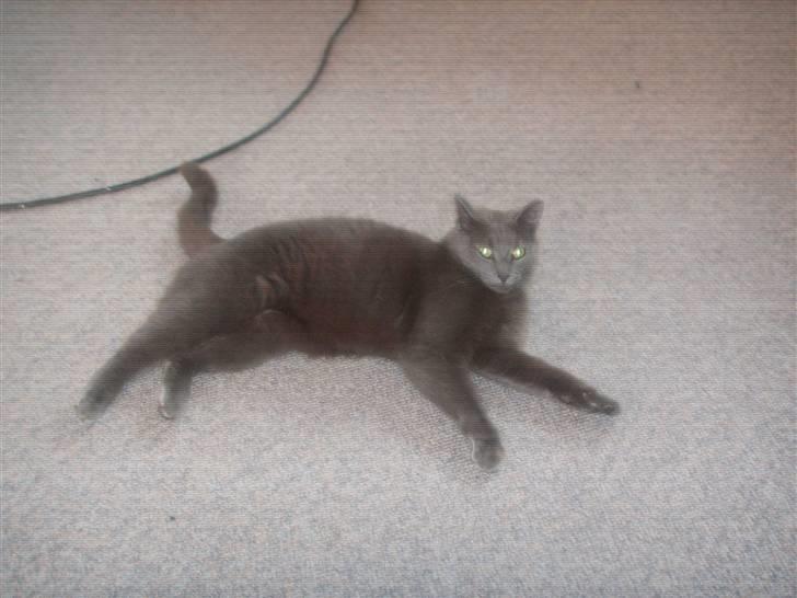 Huskat Grå Mis - Her er den dejlige Grå Mis billede 1