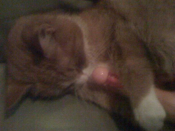 Huskat perle himmel kat - aaarr jaaa jeg er en ren rock starrr div div diovi billede 6