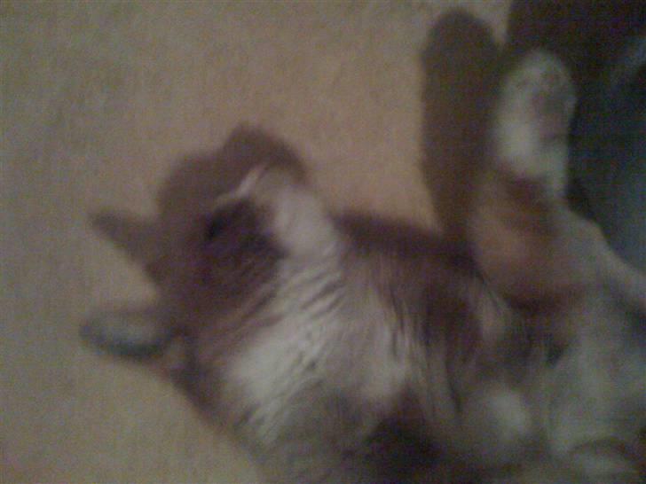 Huskat perle himmel kat - ooo nu gidder jeg ikke tikke efter den fisk mer billede 7