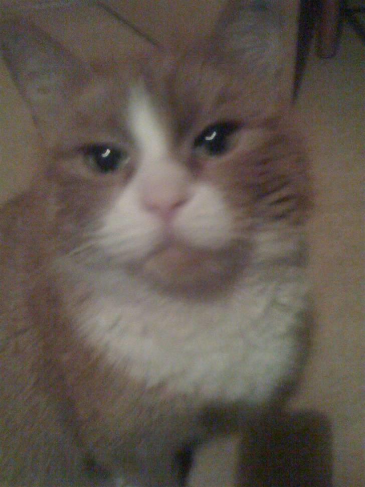 Huskat perle himmel kat - jeg er bare så smu og nu kan man se mine krystal øjne ti ti ta tar billede 8