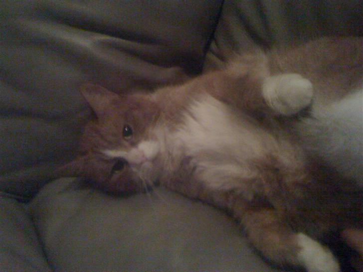 Huskat perle himmel kat - oo kan du ikke se jeg  kikker tv gå vek du skykker billede 9