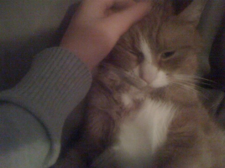 Huskat perle himmel kat - arrr lad vær mine  smukke dyr bare øjne bliver bast ud billede 10