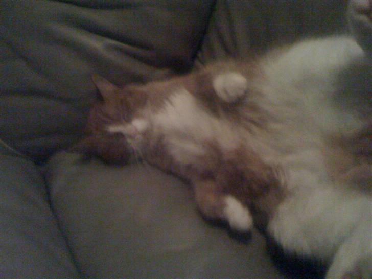 Huskat perle himmel kat - son her nydder man bare livet billede 11