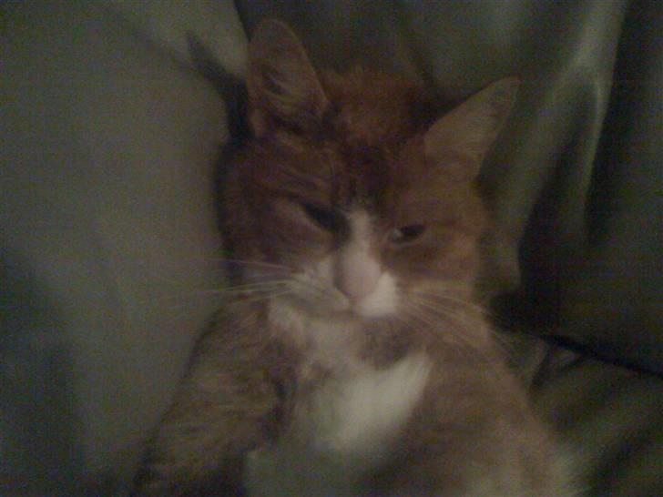 Huskat perle himmel kat - åå gå vek mor jeg er ik en super model.... eller er jeg jaa det er jeg tro mig ti ti billede 12