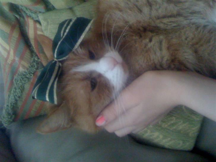 Huskat perle himmel kat - åå  jeg er stadig supermodel tag masser billeder billede 13