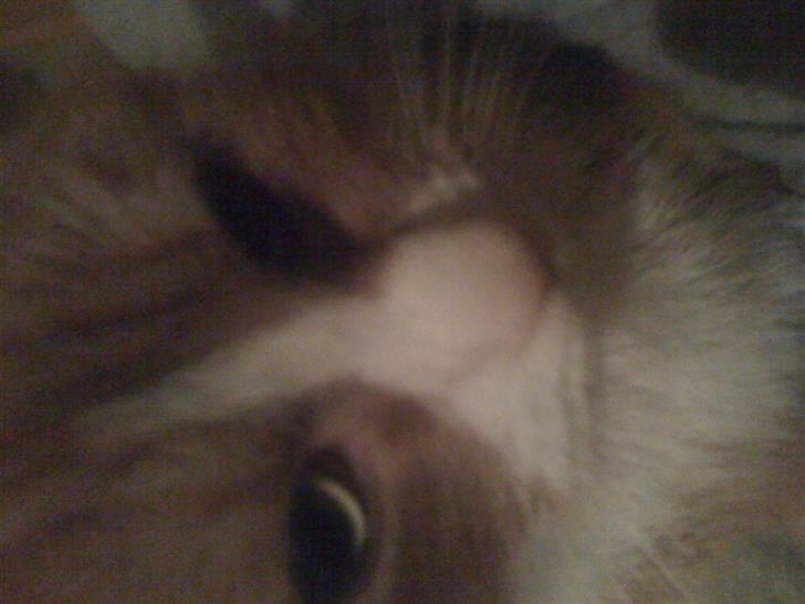 Huskat perle himmel kat - nu kan se min dyre bare smukke pene søde næse billede 14