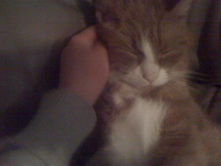 Huskat perle himmel kat - åå jeg falder snart i søvn mor jeg elsker dig billede 15