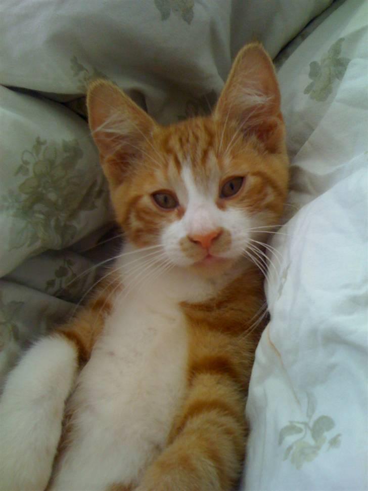 Huskat nemo billede 1