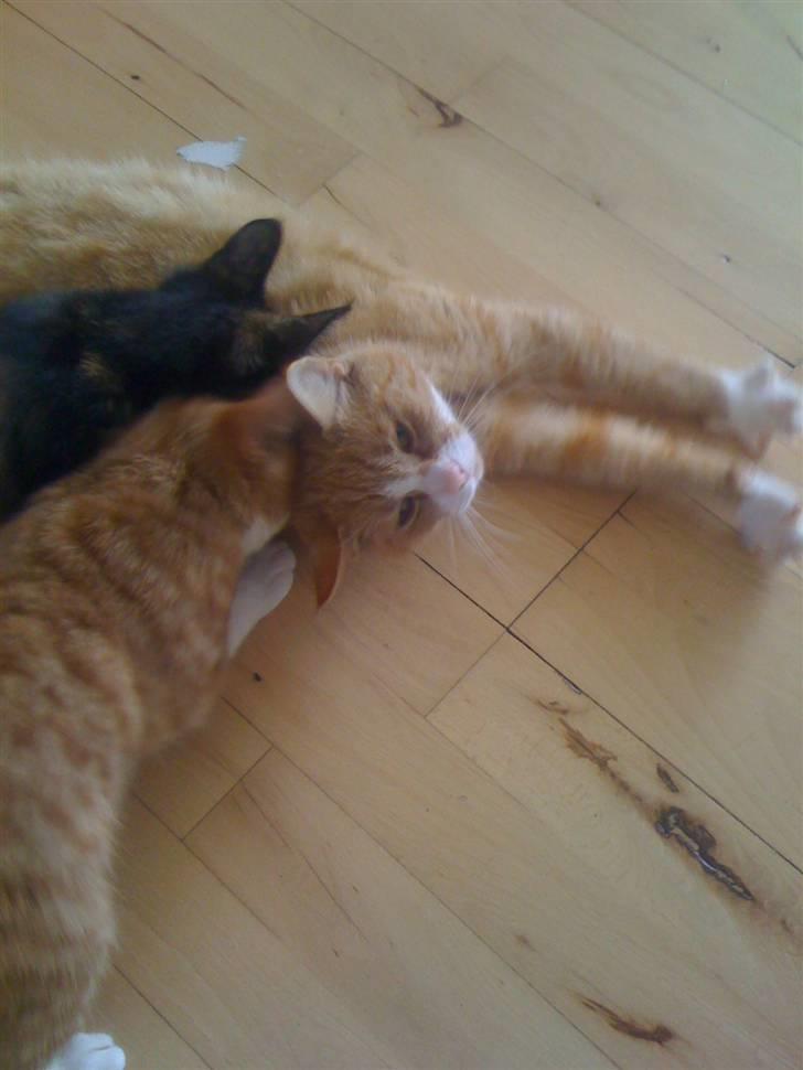 Huskat nemo billede 2