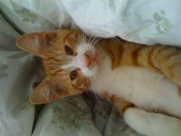 Huskat nemo billede 3