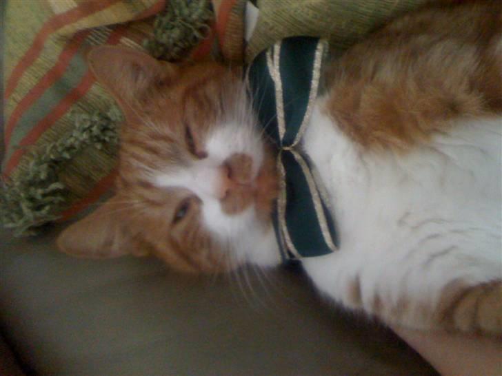 Huskat nemo billede 4