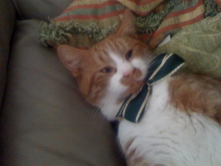 Huskat nemo billede 5