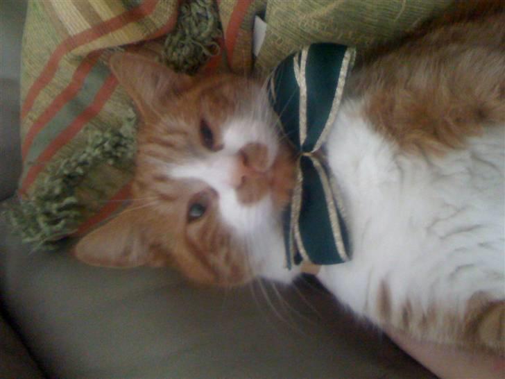 Huskat nemo billede 6