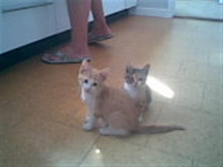 Blanding af racer Buster - her sidder buster sammen med sin søster olga (han sidder foran) billede 1