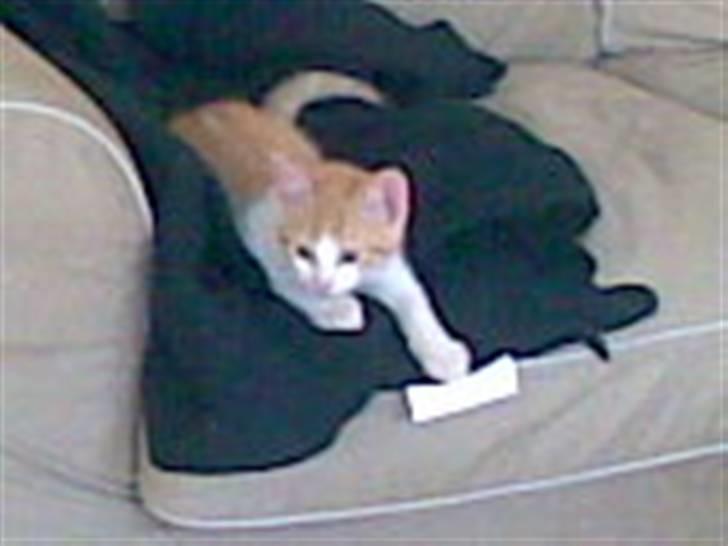 Blanding af racer Buster billede 2