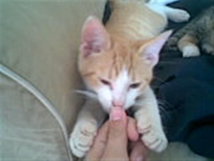 Blanding af racer Buster billede 3