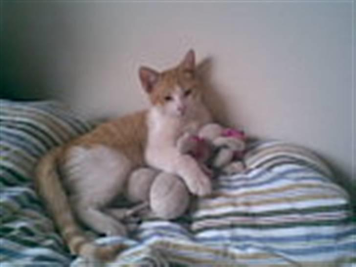 Blanding af racer Buster billede 4